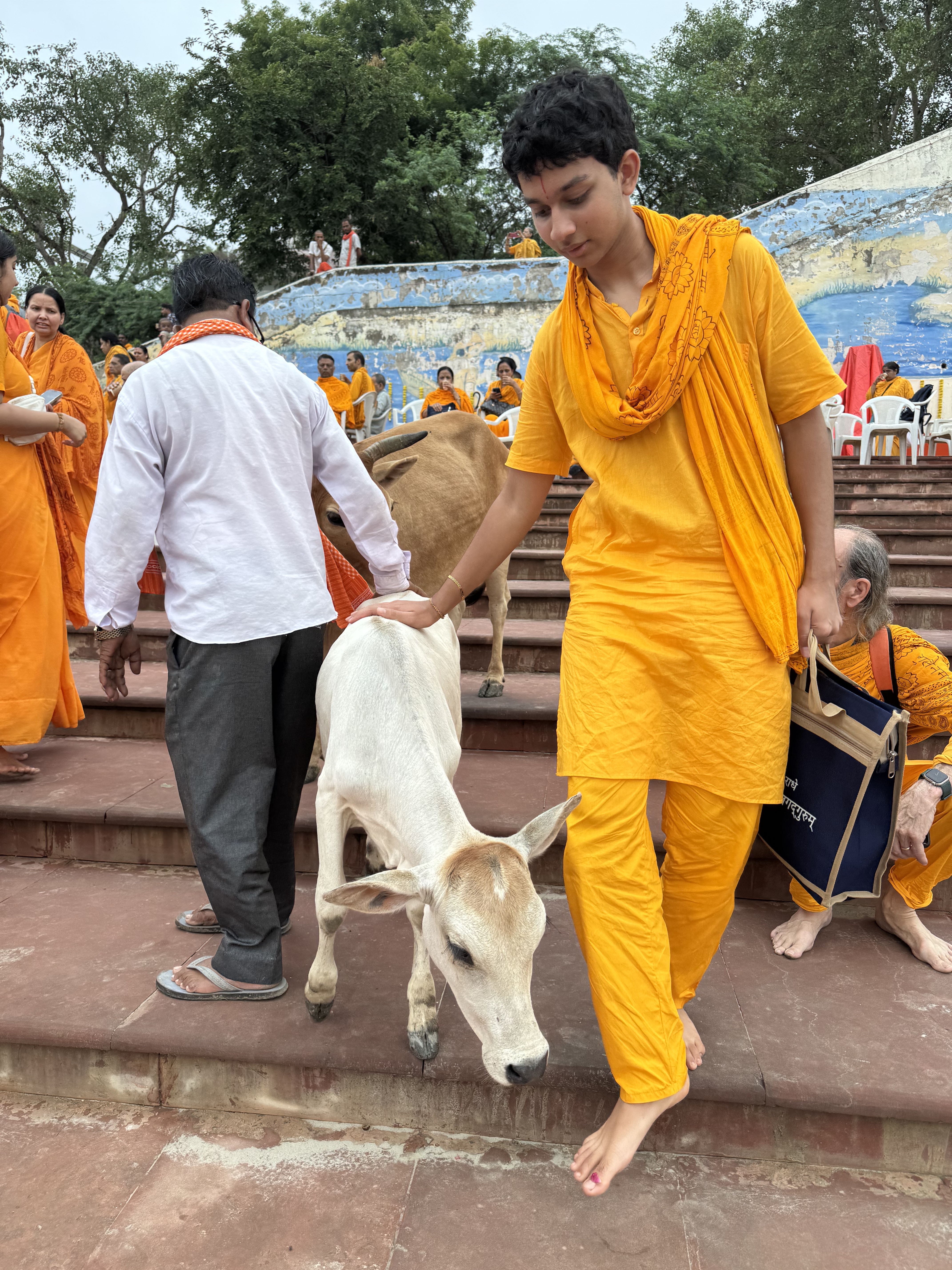A rescued cow photographed by the GauPrem team